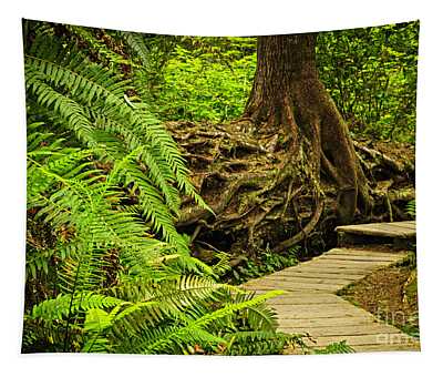Temperate Rainforest Tapestries for Sale - Pixels