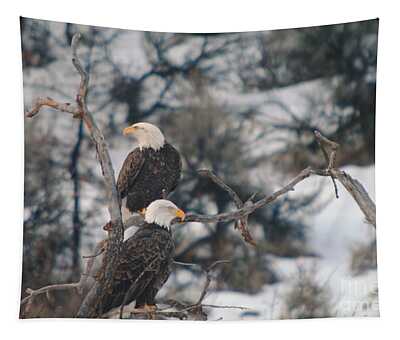 Designs Similar to An Eagle Pair  by Jeff Swan