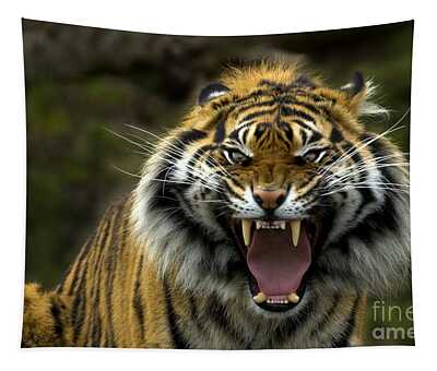 Tiger Eye Tapestries