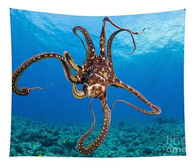 Octopus Cyanea Tapestries