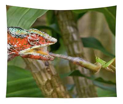 Madagascar Chameleon Tapestries - Fine Art America