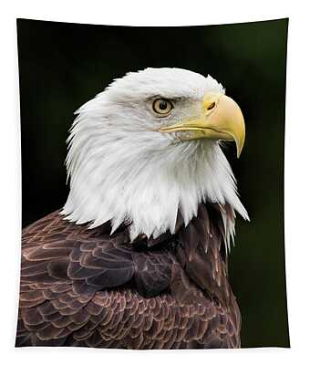 Bald Eagle Tapestries