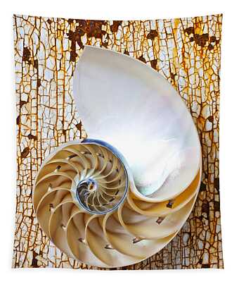 Designs Similar to Nautilus shell on rusty table