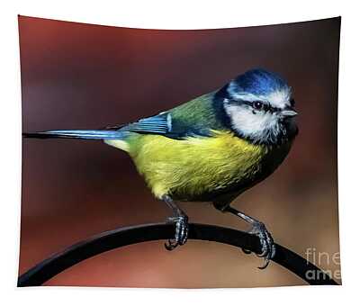 Designs Similar to Blue Tit #1 by Adrian Evans