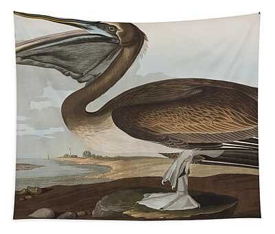 Designs Similar to Brown Pelican