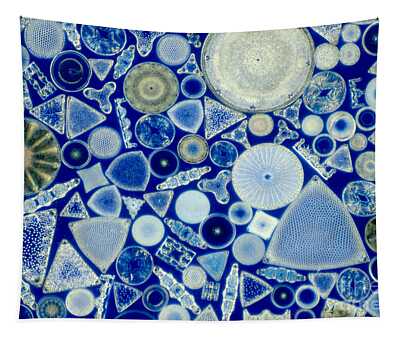 Phytoplankton Tapestries