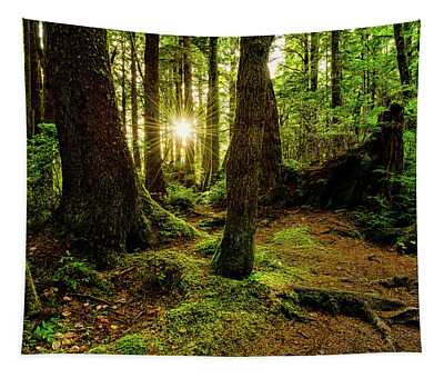 Rainforest Tapestries