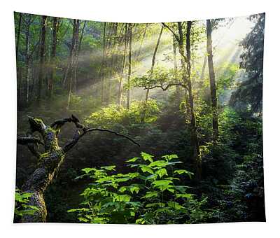 Redwood National Park Tapestries