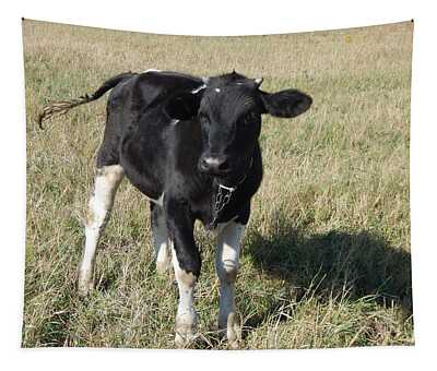Cattle Tapestries