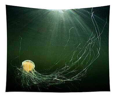 Lion's Mane Jellyfish Tapestries