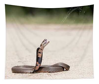 Cobra Snake Face Reptilia Attacks - Giggu - Paintings & Prints, Abstract,  Collage - ArtPal