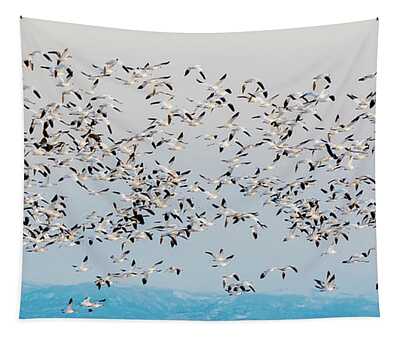 Designs Similar to Snow Geese and Canada Geese