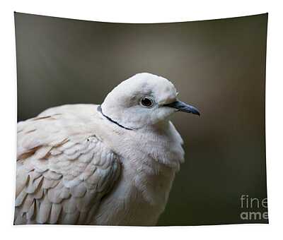 Collared Dove Tapestries