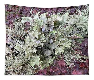 Foliose Tapestries