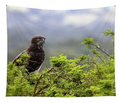 Martial Eagle Tapestries