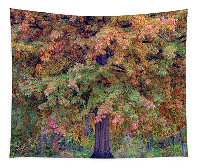 Northern Pin Oak Tapestries