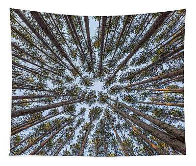 Pine Tree Tapestries