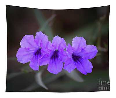 Mexican Petunia Tapestries