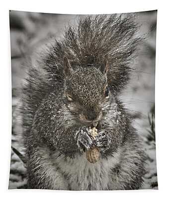 Eastern Gray Squirrel Tapestries