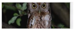Eastern Screech Owl Yoga Mats