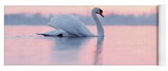 Designs Similar to Serenity   Mute Swan at Sunset