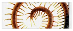 Centipede Yoga Mats