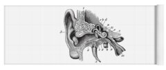 Designs Similar to Human Ear Anatomy  Vintage