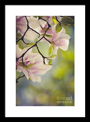 Flowering Bush Framed Prints