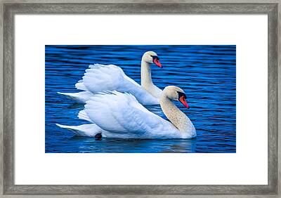 Soulmate Swans Photograph by Brian Stevens