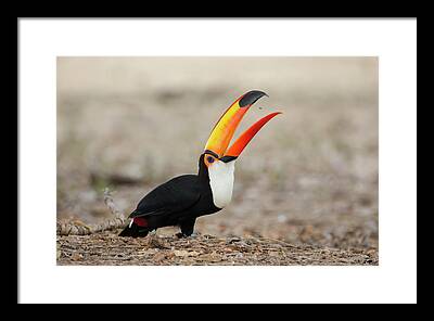 Toco Toucan Framed Prints