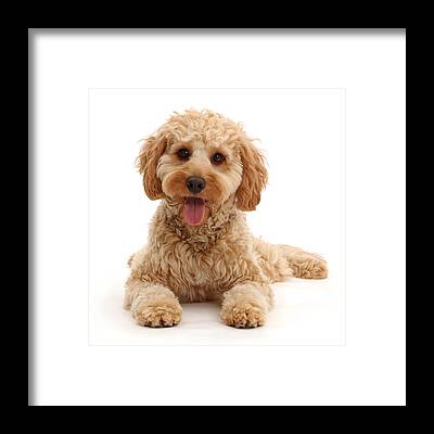 Toy Poodle Dog with puppies available as Framed Prints, Photos, Wall Art  and Photo Gifts