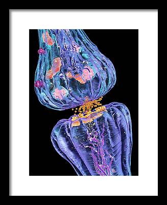 Central Nervous System Framed Prints