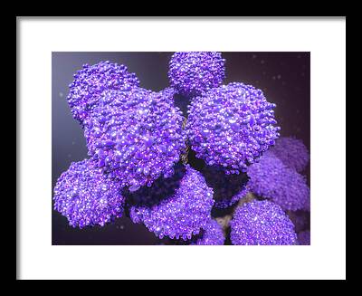 Acquired Immune Deficiency Syndrome Framed Prints