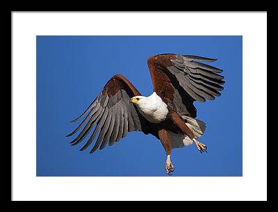 African Fish Eagle Framed Prints
