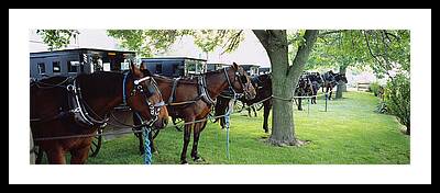 Horse And Buggy Framed Prints