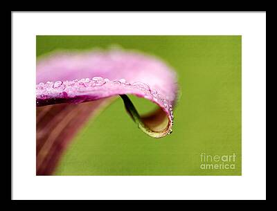 Pink Calla Lilies Framed Prints