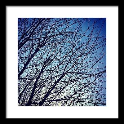 Tree Branch Framed Prints