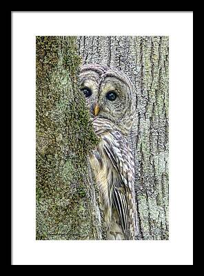 Barred Owl Framed Prints