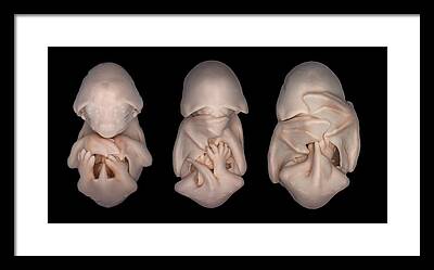 Embryonic Development Framed Prints