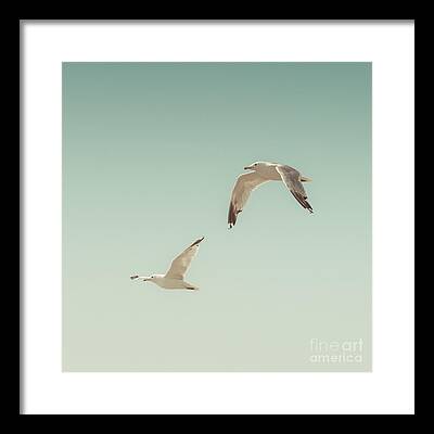 Flying Seagull Photos Framed Prints