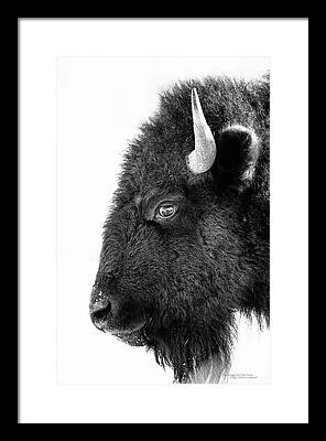 Buffalo Framed Prints