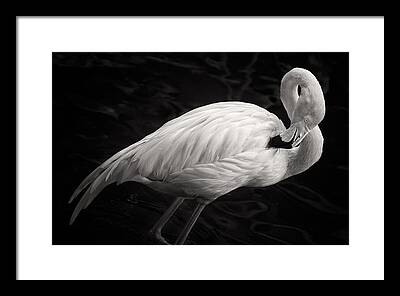 White Pink Flamingos Framed Prints