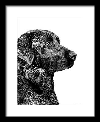Black Labrador Framed Prints