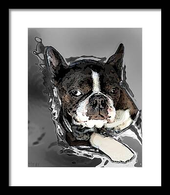 Peter Mix Boston Terrier Dog Dogs Pup Puppies Peter Lorre Eyes Confidence Framed Prints