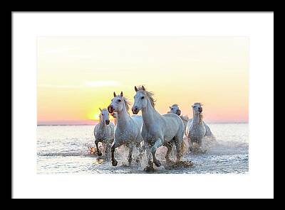 Horses In Sunset Framed Prints