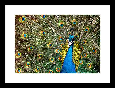 Feather Fan For sale as Framed Prints, Photos, Wall Art and Photo Gifts
