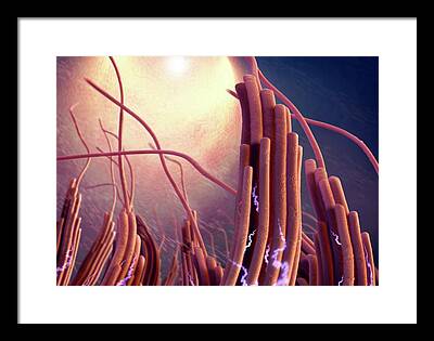 Ciliated Cell Framed Prints