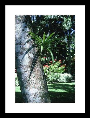 Epiphytic Bromeliads Framed Prints