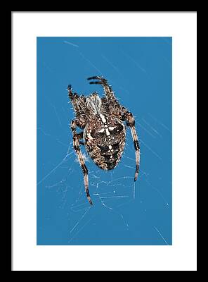 British Garden Orb Spider Framed Prints