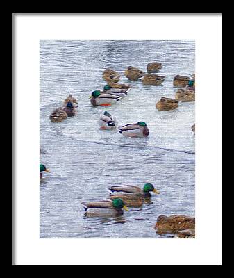 February And Cold Ducks Riverside Ice Float Freezing Cold Winter Mallard Framed Prints